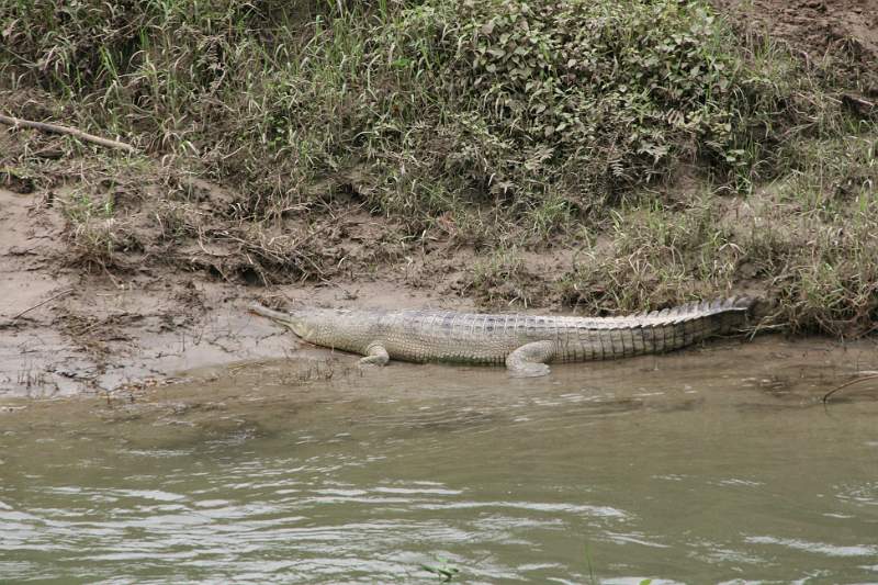 India & Nepal 2011 - 0564